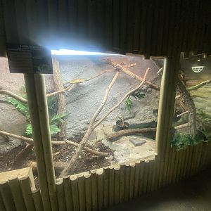 Sailfin lizard exhibit 280425