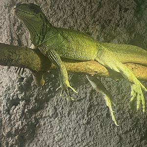 Sailfin lizard 280425