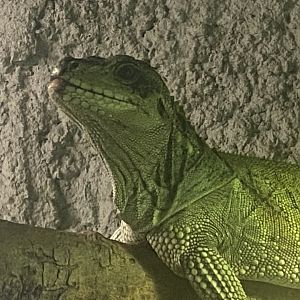 Sailfin lizard 280425