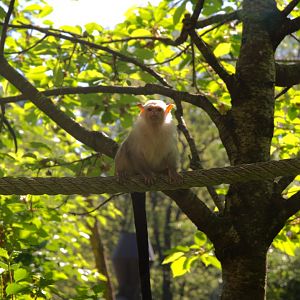Silvery Marmoset (Mico argentatus)