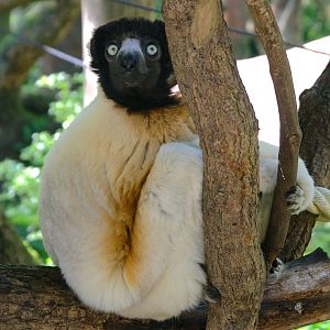 Crowned Sifaka (Propithecus coronatus)