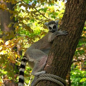 Ring-tailed Lemur (Lemur catta)