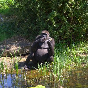 Western Lowland Gorilla (Gorilla gorilla gorilla)