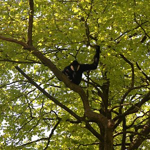 Northern White-cheeked Gibbon (Nomascus leucogenys)