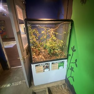 Sun beetle and Indian stick insect exhibit 280425