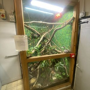 Green tree python exhibit 280425