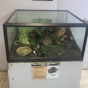 Giant African land snail exhibit 280425