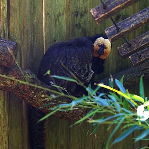 White-faced Saki (Pithecia pithecia)