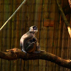 Grey Langur (Semnopithecus entellus)