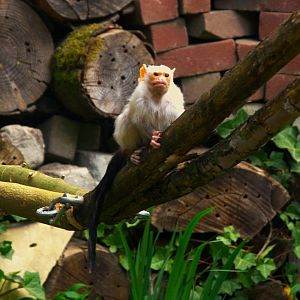 Silvery Marmoset (Mico argentatus)