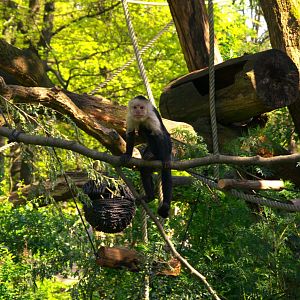 White-faced Capuchin (Cebus capucinus)