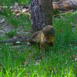 Northern Talapoin Monkey (Miopithecus ogouensis)