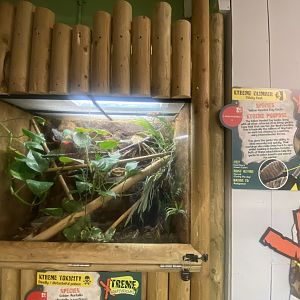 Yellow-headed day gecko and Golden mantella exhibit 280425