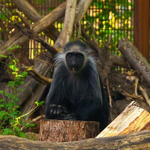 King Colobus (Colobus polykomos)
