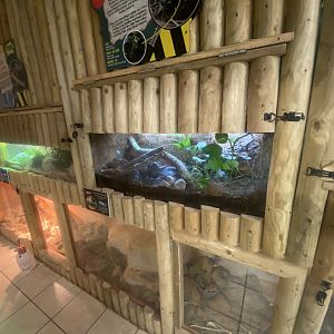 Vietnamese mossy frog exhibit 280425