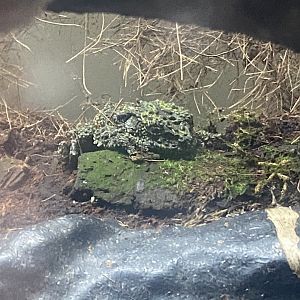 Vietnamese mossy frog 280425