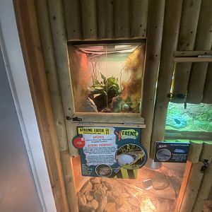 Central African egg-eating snake exhibit 280425