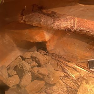 Pancake tortoise exhibit 280425