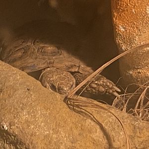 Pancake tortoise 280425