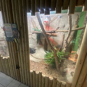 Boa constrictor exhibit 280425