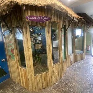 Cuban boa exhibit 280425