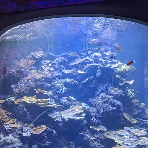 Coral reef tanks