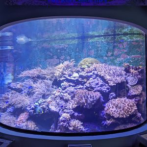 Coral reef tanks