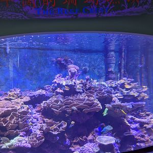 Coral reef tanks