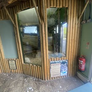 African spotted eagle owl indoors 280425