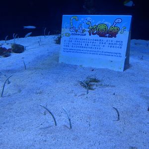 Garden Eel tank