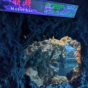 Moray Eel tank