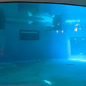 Beluga Whale tank