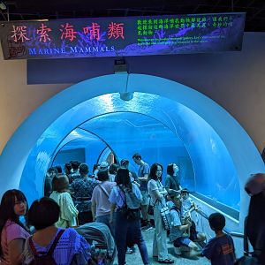 Beluga Whale tunnel