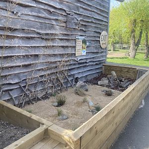Six-banded armadillo outdoor enclosure 280425