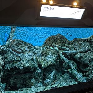 Longnose Gars (Lepisosteus osseus)