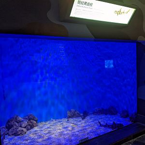 Zebra Bullhead Sharks (Heterodontus zebra)