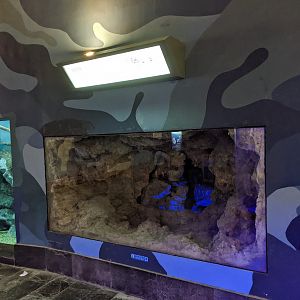 Coelacanth tank