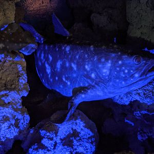 Fake Coelacanth