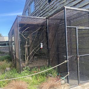 Swinhoe’s striped squirrel enclosure 280425