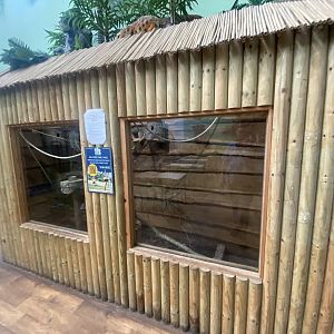 Swinhoe’s striped squirrel enclosure indoors 280425