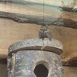 Swinhoe’s striped squirrel 280425