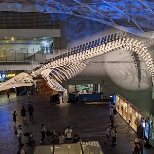 Blue Whale skeleton
