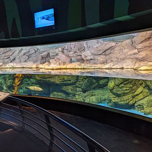Harbour Seal tank