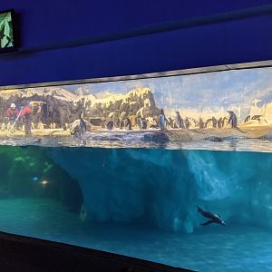 Penguin exhibit