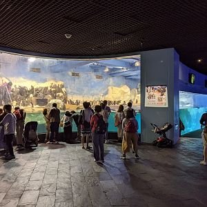 Penguin exhibit