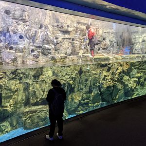 Tufted Puffin exhibit