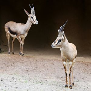 Cuvier's Gazelle (Gazella cuvieri) , December 2015