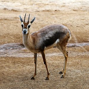 Speke's Gazelle (Gazella spekei)