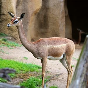 Gerenuk (Litocranius walleri)