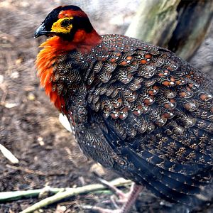 Blyth's Tragopan (Tragopan blythii), December 2015
